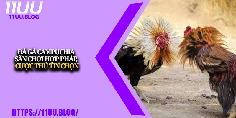 Đá Gà Campuchia – Sân Chơi Hợp Pháp, Cược Thủ Tin Chọn 1 Da Ga Campuchia – San Choi Hop Phap Cuoc Thu Tin Chon