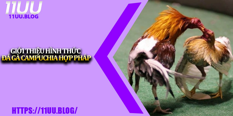 Đá Gà Campuchia – Sân Chơi Hợp Pháp, Cược Thủ Tin Chọn 2 Giới thiệu hình thức đá gà Campuchia hợp pháp